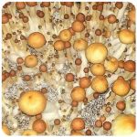Псилоцибиновые (галлюциногенные)  грибы Psilocybin "Golden Teacher" в Лахденпохья