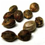 Семена марихуаны АК-47  (Seeds AK-47) в Лахденпохья